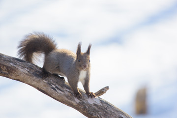 Sciurus vulgaris orientis