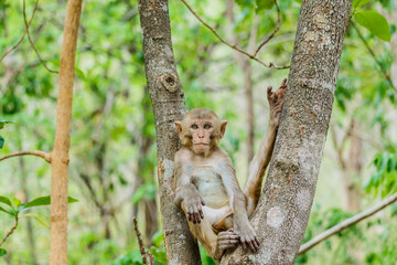 Obraz premium Cute monkeys A cute monkey lives in a natural forest .