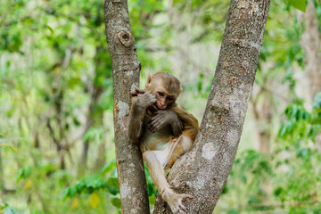 Cute monkeys A cute monkey lives in a natural forest .