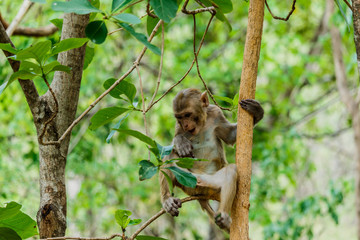 Obraz premium Cute monkeys A cute monkey lives in a natural forest .