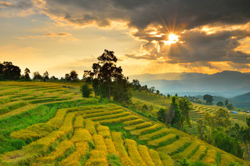 Cornfield sunset of Thailand.