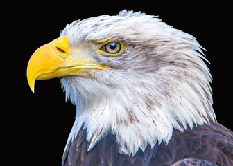 Porträt eines Weißkopfseeadlers vor schwarzem Hintergrund