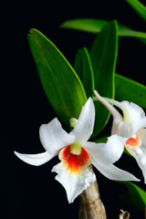 Fototapeta premium Orchid