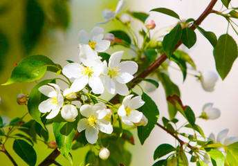 Flowers on a branch of apple. Beautiful white flowers. Spring Blooming nature. Fruit bush.