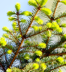 Branch of green spruce on a blurred background. Pine Spring. Spruce needles. Fluffy coniferous paw. Conifer tree.