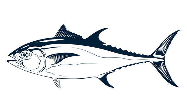 graphic tuna, vector