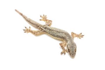small gecko isolated on white background
