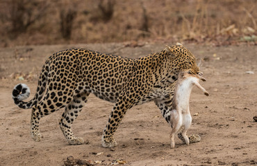 A female leopard carrying a freshly caught hare, South Luangwa National Park, Zambia, Africa.
