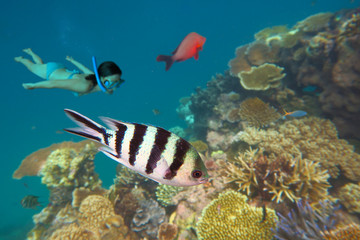 Obraz na płótnie Canvas Snorkeling in the Great Barrier Reef Queensland Australia