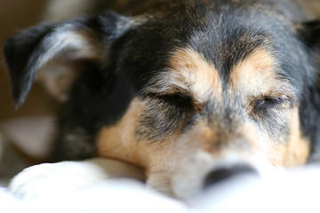 Sleeping German Shepherd Dog on Comfortable Owner's Bed