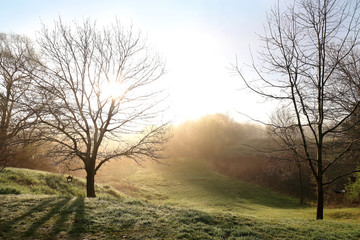 Bare Spring Oak Trees on A Foggy Morning Sunrise - Powered by Adobe