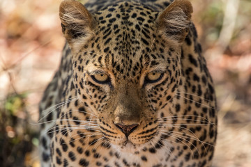 An african leopard (Panthera pardus pardus) approaching and staring directly at the camera, South Luangwa National Park, Zambia, Africa.