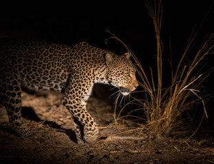 Naklejka premium An African leopard (Panthera pardus pardus) setting out on an evening hunt, South Luangwa National Park, Zambia, Africa.