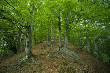 Mountain forest