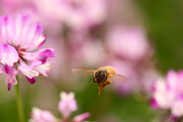 レンゲ蜜を集めて飛ぶ蜜蜂
