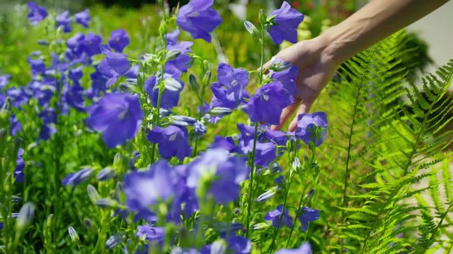  The hand of unrecognisable woman touching pretty purple flowers outdoors