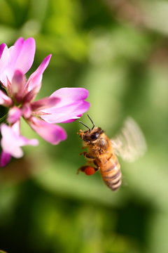 レンゲ蜜を集めて飛ぶ蜜蜂
