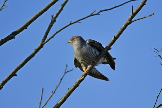 Kuckuck auf einem Ast im Spreewald