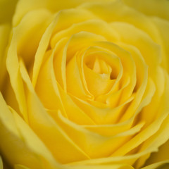 Close up macro of beautiful vibrant yellow rose