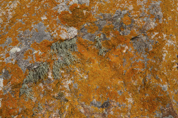 Mosses and lichens. Berlenga islands, Portugal