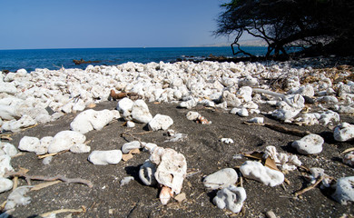 Fototapeta na wymiar Field of white rocks and corals on the northern end of Kaunaoa b