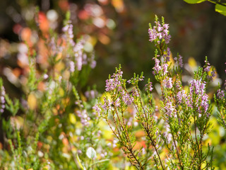 heather in a sunny summer