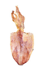 Dried squid on white background
