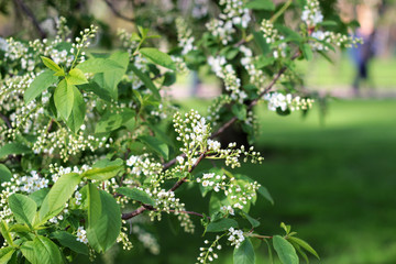 bird-cherry tree