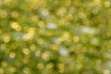 Golden Green Bokeh / Golden Green Bokeh Light Effect Background