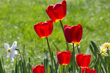 Красные тюльпаны