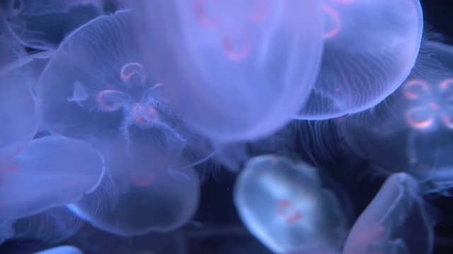 Moon Jellyfish Aurelia Aurita 07