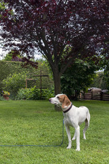 Kleiner Jagdhund im Garten