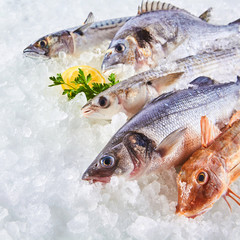 Variety of Raw Fish Chilling on Bed of Ice
