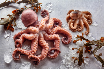 Raw Octopus with Kelp and Melting Ice