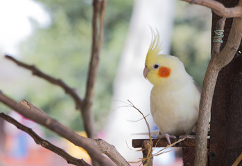 Cute white cockatiel