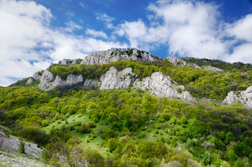 Fototapeta na wymiar spring in the Crimean forest, mountain pass