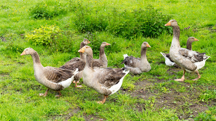 Geese / many geese on a farm