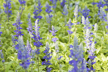 Lavender Flowers,softy style for background.