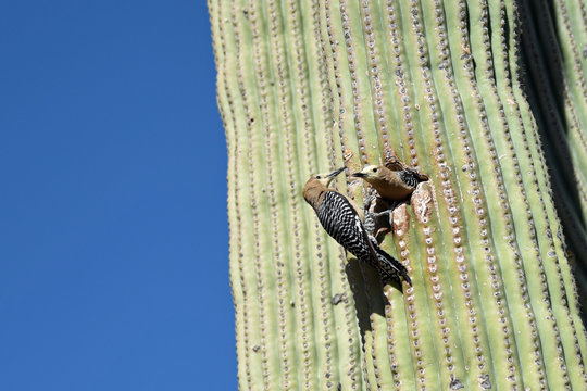 Gilaspecht-Paar (Melanerpes uropygialis) an einem Saguaro-Kaktus