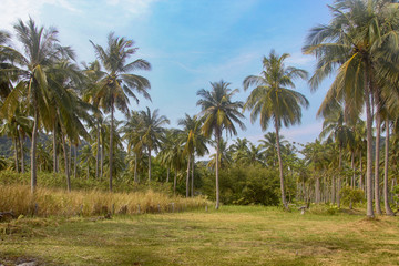Obraz premium coconut plantation in Thailand