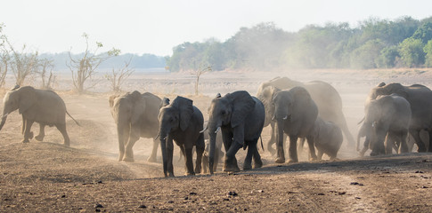 Fototapeta premium A large herd of elephants creates a dust storm as they cross a dry flood plain in search of water, South Luangwa National Park, Zambia, Africa.
