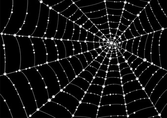 Web in drops of dew on a black background - obrazy, fototapety, plakaty