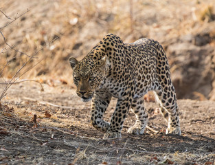 Fototapeta premium A solitary female leopard (Panthera pardus pardus) setting out on an evening search for food, walking toward the camera in shadowy light, South Luangwa National Park, Zambia, Africa