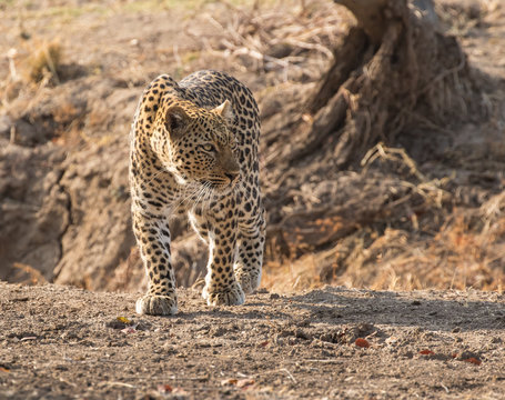 A solitary female leopard (Panthera pardus pardus) setting out on an evening search for food, walking toward the camera in shadowy light, South Luangwa National Park, Zambia, Africa