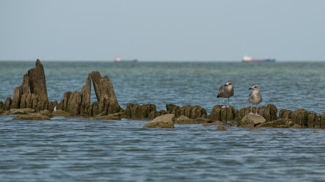 Birds on the sea coast