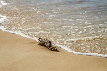 Tree branch at sea