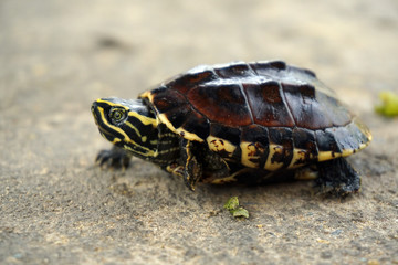 Baby turtle walking on the ground