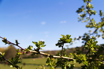 Close up of thorn bush against a blue sky