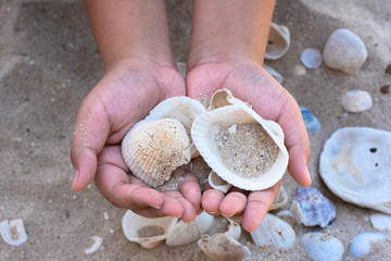 group of shell in hand
