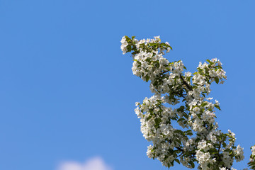 Blooming Chinese crab in spring